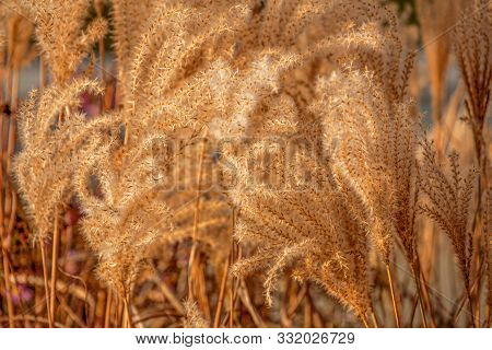 Field Of Yellow Grass During Sunset, Tall Grass Meadow