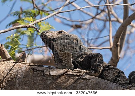 Close Up Shoot Of A Garrobo Iguana On A Tree Branch Near The Ruins Of Tulum Mexico