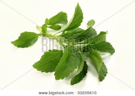 Stevia