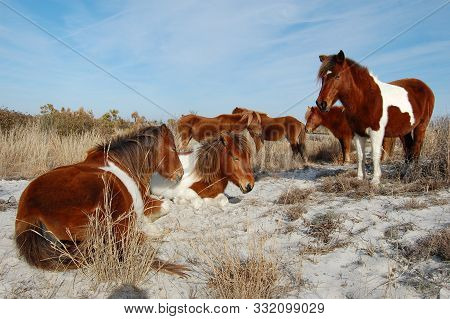 Wild Horses Of Assateague Island, Worcester County, Maryland.