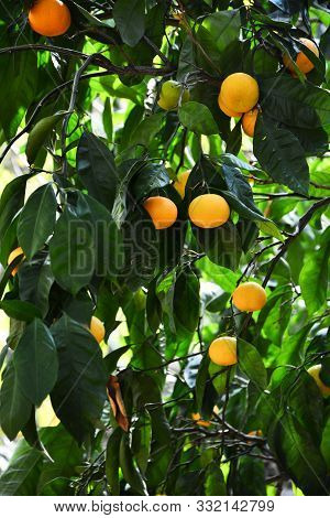 Sweet Orange Mandarins On A Mandarin Tree In The Garden.