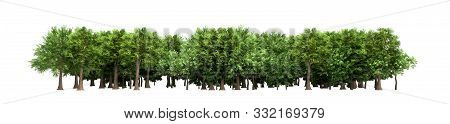 Green Trees Isolated On White Background Forest And Foliage In Summer 3d Render No Shadow