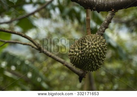 Durian - King Of Tropical Fruit, On A Tree Branch In The Orchard. Fresh Durian On A Tree In Gardenin