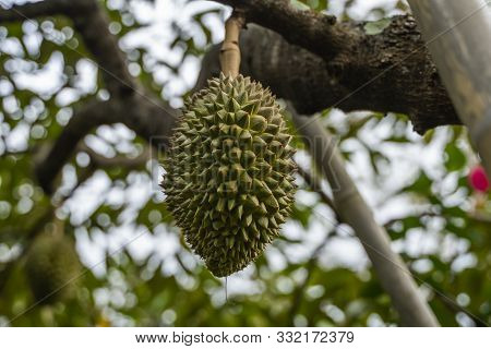 Durian - King Of Tropical Fruit, On A Tree Branch In The Orchard. Fresh Durian On A Tree In Gardenin