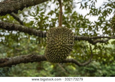 Durian - King Of Tropical Fruit, On A Tree Branch In The Orchard. Fresh Durian On A Tree In Gardenin