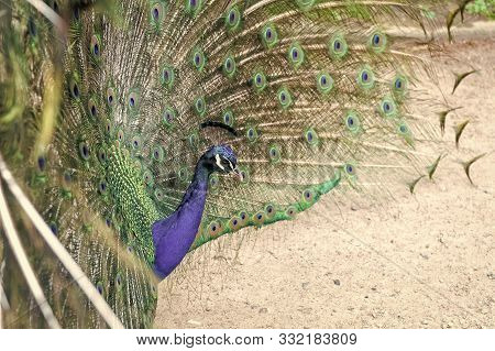 Natural Beauty. Peacock Bird. Zoo Concept. Peacock In Natural Environment Nature Background. Male Pe