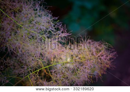 Beautiful Scumpia Fluffy Pink Branches. Dark Background.