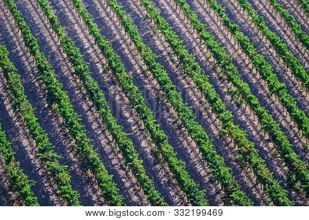Plantations Of Dark Spanish Grape Varieties.tempranillo Wine.