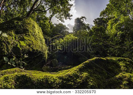 Forest Trees With Sunlight Bursting Through Tree Branches At Sunset In The Woods With Stones Covered