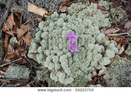 kwiaty rododendronów na mchu