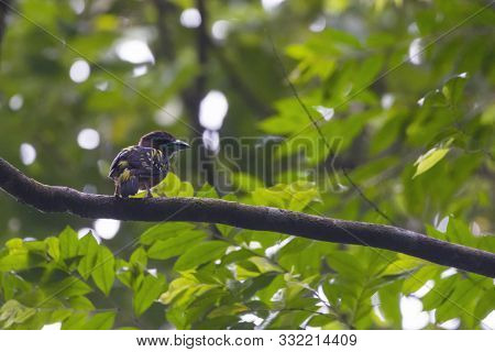 Black And Yellow Broadbill, Bird Beautiful Color Black And Yellow Broadbill Eury Laimus Ocromalus Sm