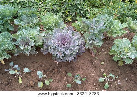 Decorative Cabbage Grows On The Ground. Cultivation Of Ornamental Cabbage. Plants For The Design Of 