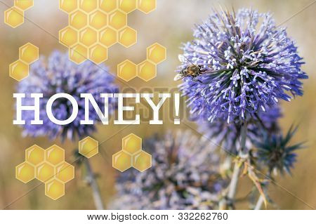 Big Yellow And Black Striped Bee Is Flying Around A Big Bright Purple Spheric Flower Also Known As 