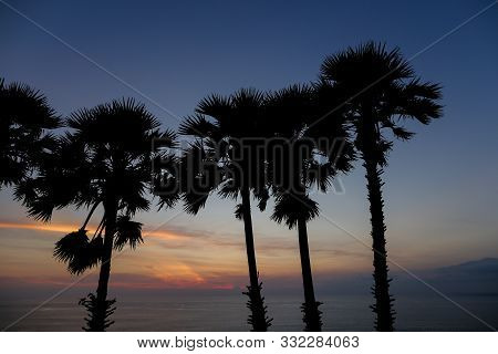 Palms Black Silhouette In Sunset Sky And Sea Landscape.