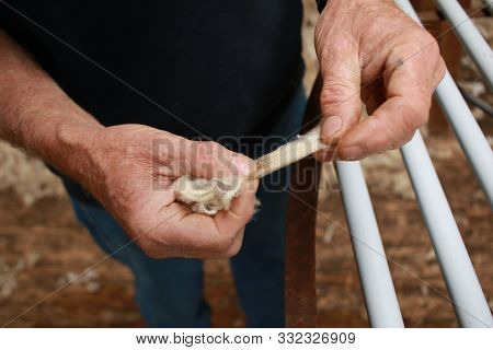Worn Experienced Hard Hands Of A Long Time Sheep Farmer Examining Freshly Shorn Wool In His Shearing