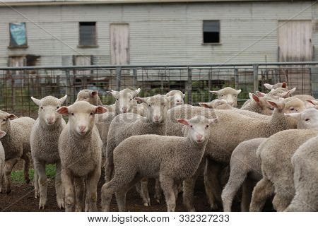 Flocks Of Young Unshorn Lambs Seperated, In The Sheep Yards, From Their Parents, Out The Front Of Th