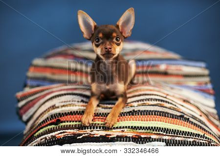 Beautiful Russian Toy Terrier Sits On A Striped Plaid On A Blue Background. Small Manual Domestic Do