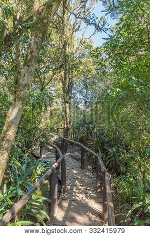 The Boardwalk In The Rainforest At Gods Window Near Graskop