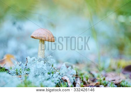 Little Leccinum Versipelle Mushroom In Moss Lichen Cladonia Rangiferina. Beautiful Orange Birch Bole
