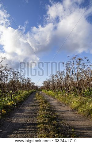 Road Passes Through An Abandoned Field With A Giant, Toxic Hogweed (heracleum) Or The Cow Parsnip, A