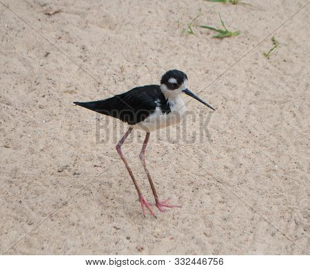 Black-necked Stilt, Himantopus Mexicanus, A Small Bird, Black With A White Neck, With Long Legs, Wal