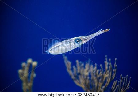 Squid swimming in an aquarium