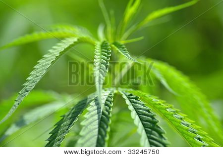 Feuille de marijuana