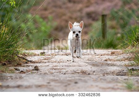 Chiwawa Images Illustrations Vectors Free Bigstock