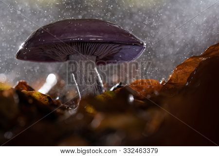 Autumn Purple Fungus With Raindrops And Splashing Water