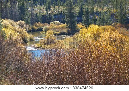 Colorful Fall Landscapes  In Mountain Meadows Of Colorado