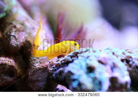 Yellow Coral Goby Fish - Gobiodon Okinawae