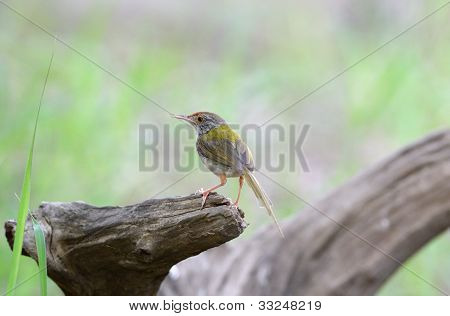 Mužské společné Tailorbird