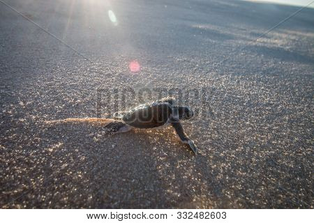 Green Sea Turtle Hatchling On The Beach.