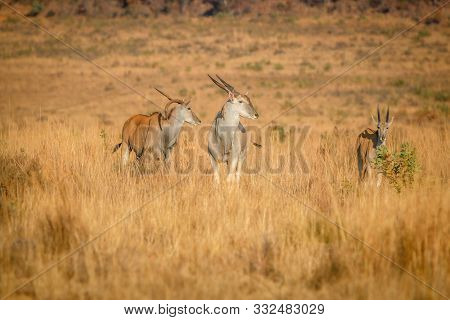 Herd Of Eland Standing In The High Grass.