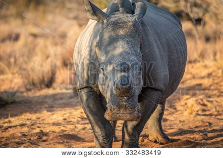 Dehorned White Rhino Starring At The Camera.