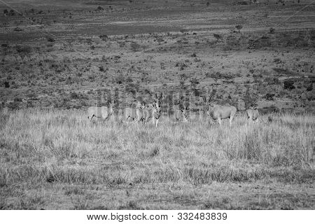 Herd Of Elands In The High Grass.