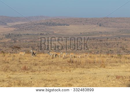 Herd Of Elands In The High Grass.