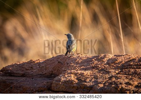 Cape Rock Thrush Standing On A Termite Mount.