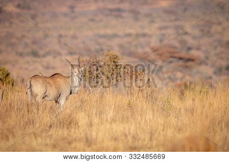 Eland Standing In The High Grass.