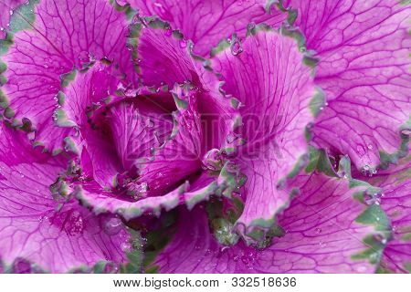 Decorative Purple Cabbage. Blooms Very Beautifully In Autumn And Adorns Flower Beds. Brassica Olerac