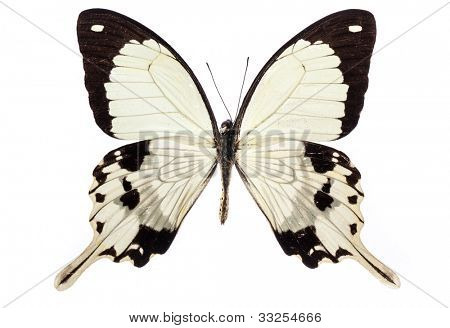 Papilio dardanus motýl izolované na bílém