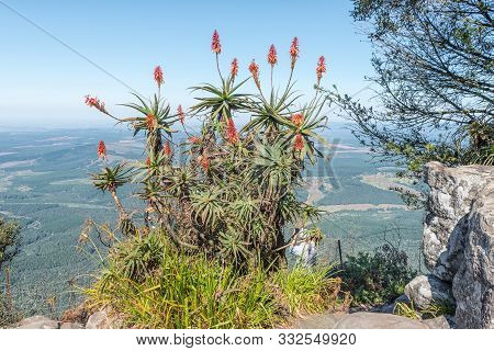 Panorama Route, South Africa - May 20, 2019: A Large Aloe At A Viewpoint At Gods Window Near Graskop