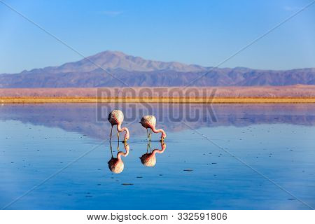 Pink Flamingos At Exciting Lagoon Scenery With Reflecion In The Water, Bolivia