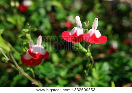 White And Red Flowers Salvia Microphylla In The Garden.