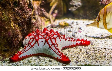 African Red Knob Sea Star In Closeup, Tropical Ornamental Aquarium Pet, Starfish Specie From The Ind