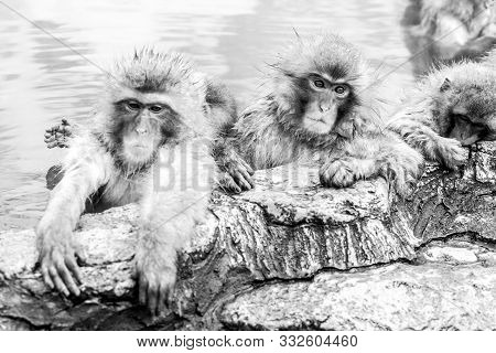Group Of Snow Monkeys Sitting In A Hot Spring In Jigokudani Monkey Park In Japan, Nagano Prefecture.