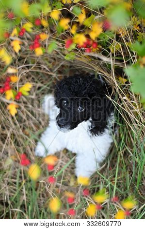 Poodle Puppy  In Nest. Black And White Puppy Looks Like Sheep. He Is Sitting In Grass Nest. He Is So