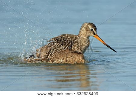 Marbled Godwit - Limosa Fedoa - Actively Bathing In Shallow Water In Fort De Soto Park, Florida.
