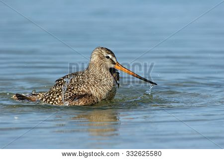 Marbled Godwit - Limosa Fedoa - Actively Bathing In Shallow Water In Fort De Soto Park, Florida.