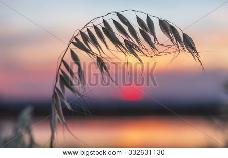 Pretty Sunset Over Rural Agricultural Farmlands In Cowra.  Soft Bokeh Space For Copy